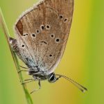 Modrásek lesní - Cyaniris semiargus ♂, Ralsko (VII, 2009)