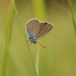 Modrásek lesní - Cyaniris semiargus ♂, Ralsko (VII, 2009)