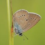 Modrásek lesní - Cyaniris semiargus ♂, Ralsko (VII, 2009)