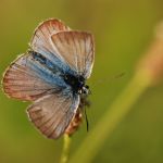 Modrásek ligrusový - Polyommatus damon ♂ (VII, 2009)