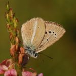 Modrásek ligrusový - Polyommatus damon ♂ (VII, 2009)