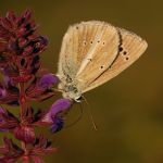 Modrásek ligrusový - Polyommatus damon ♂ (VII, 2009)