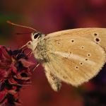 Modrásek ligrusový - Polyommatus damon ♂ (VII, 2009)