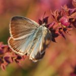 Modrásek ligrusový - Polyommatus damon ♂ (VII, 2009)