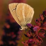 Modrásek ligrusový - Polyommatus damon ♂ (VII, 2009)