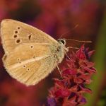 Modrásek ligrusový - Polyommatus damon ♂ (VII, 2009)