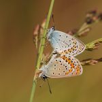 Modrásek podobný - Plebejus argyrognomon kopulace - nahoře samec, dole samice, Ralsko (VII, 2009)