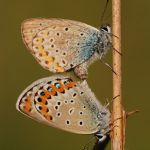 Modrásek podobný - Plebejus argyrognomon, kopulace, Ralsko (VI, 2009)