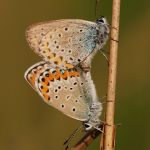 Modrásek podobný - Plebejus argyrognomon, kopulace, Ralsko (VI, 2009)