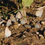 Modrásek podobný - Plebejus argyrognomon, Milovice (VII, 2007)