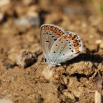 Modrásek podobný - Plebejus argyrognomon, Milovice (VII, 2007)