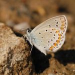 Modrásek podobný - Plebejus argyrognomon, Milovice (VII, 2007)