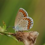 Modrásek podobný - Plebejus argyrognomon, Milovice (VIII, 2007)