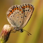 Modrásek podobný - Plebejus argyrognomon, Milovice (VIII, 2009)