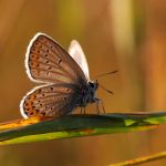 Modrásek podobný - Plebejus argyrognomon., Ralsko (IX, 2009)