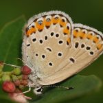 Modrásek podobný - Plebejus argyrognomon, Ralsko (V, 2009)