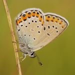 Modrásek podobný - Plebejus argyrognomon, Ralsko (VIII, 2009)