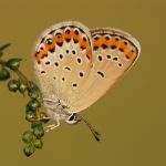 Modrásek podobný - Plebejus argyrognomon, Ralsko (VIII, 2009)