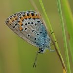 Modrásek podobný - Plebejus argyrognomon, Ralsko (VIII, 2009)