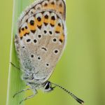 Modrásek podobný - Plebejus argyrognomon, Ralsko (VIII, 2009)