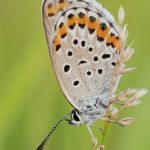 Modrásek podobný - Plebejus argyrognomon, Ralsko (VIII, 2009)