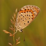 Modrásek podobný - Plebejus argyrognomon, Ralsko (VIII, 2009)