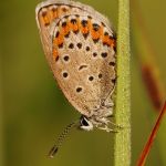 Modrásek podobný - Plebejus argyrognomon, Ralsko (VIII, 2009)