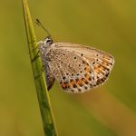 Modrásek podobný - Plebejus argyrognomon, Ralsko (VIII, 2009)