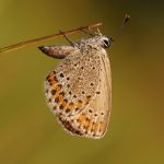 Modrásek podobný - Plebejus argyrognomon, Ralsko (VIII, 2009)