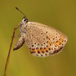 Modrásek podobný - Plebejus argyrognomon, Ralsko (VIII, 2009)