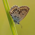 Modrásek podobný - Plebejus argyrognomon ♀ f., Ralsko (IX, 2009)