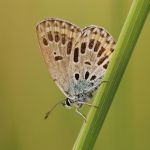 Modrásek podobný - Plebejus argyrognomon ♀ f., Ralsko (IX, 2009)