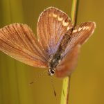 Modrásek podobný - Plebejus argyrognomon ♀ f., Ralsko (IX, 2009)