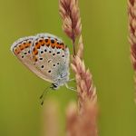 Modrásek podobný - Plebejus argyrognomon ♀, Ralsko (VI, 2008)