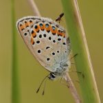 Modrásek podobný - Plebejus argyrognomon ♀, Ralsko (VI, 2008)