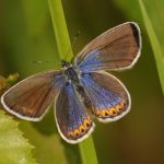 Modrásek podobný - Plebejus argyrognomon ♀, Ralsko (VI, 2008)