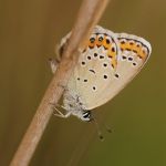 Modrásek podobný - Plebejus argyrognomon ♀, Ralsko (VI, 2009)