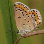 Modrásek podobný - Plebejus argyrognomon ♀, Ralsko (VI, 2009)