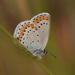 Modrásek podobný - Plebejus argyrognomon ♀, Ralsko (VI, 2009)