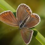 Modrásek podobný - Plebejus argyrognomon ♀, Ralsko (VII, 2009)