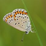 Modrásek podobný - Plebejus argyrognomon ♀, Ralsko (VII, 2009)