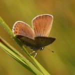 Modrásek podobný - Plebejus argyrognomon ♀, Ralsko (VIII, 2009)