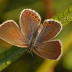 Modrásek podobný - Plebejus argyrognomon ♀, Ralsko (VIII, 2009)