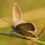 Modrásek podobný - Plebejus argyrognomon ♀, Ralsko (VIII, 2009)