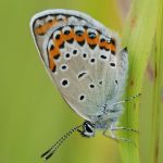 Modrásek podobný - Plebejus argyrognomon ♀, Ralsko (VIII, 2009)