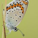 Modrásek podobný - Plebejus argyrognomon ♀, Ralsko (VIII, 2009)