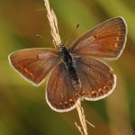 Modrásek podobný - Plebejus argyrognomon ♀, Zahrady pod Hájem (VIII, 2009)