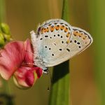 Modrásek podobný - Plebejus argyrognomon ♂, Milovice (VII, 2007)