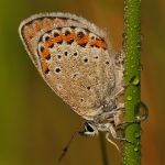 Modrásek podobný - Plebejus argyrognomon ♂, Milovice (VII, 2009)