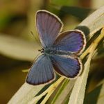 Modrásek podobný - Plebejus argyrognomon ♂, Milovice (VII, 2009)